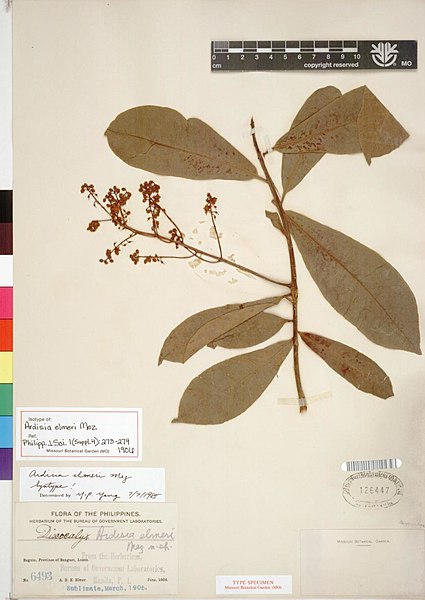 File:Ardisia elmeri, IT, MO2699989 (8004061753).jpg