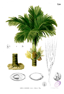 Areca catechu illustrated by Francisco Manuel Blanco in Flora de Filipinas (1880-1883). It is originally native to the Philippines Areca catechu Blanco2.350.png