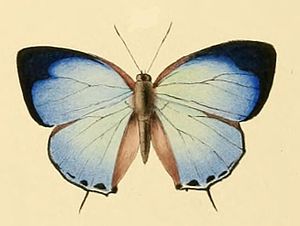 Arhopala theba1.JPG