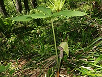 Arisaema inaense