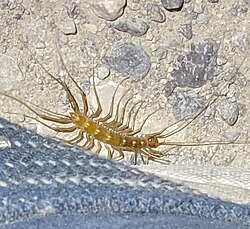 Arizona house centipede imported from iNaturalist photo 136108340 on 26 December 2022.jpg