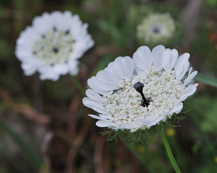 File:Artedia squamata 1.jpg