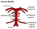 Miniatura para Arteria basilar