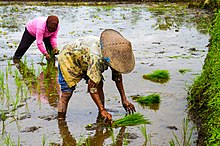 Indigenous Agriculture Asia Rice paddy.jpg