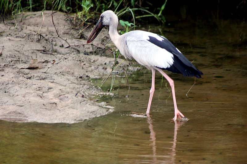 File:Asian Openbill (9964322183).jpg