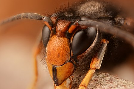 Asian hornet (33283876513) (2)