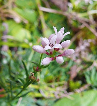 <i>Asperula cynanchica</i> Species of plant