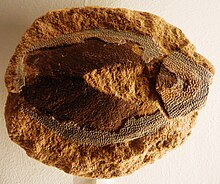 Fossil of Asterolepis maxima Asterolepis maxima.JPG