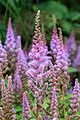 Astilbe chinensis pumila. Locatie De Kruidhof.