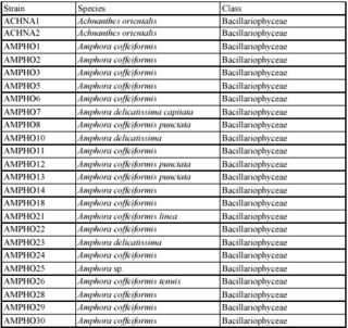 SERI microalgae culture collection