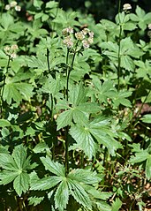 Astrantia maxima