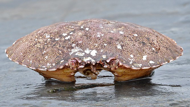 Atlantic Rock Crab (Cancer irroratus)