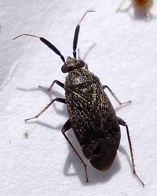 <i>Atractotomus mali</i> Species of true bug