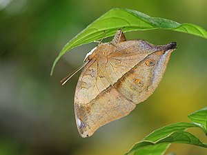 Autmn leaf from Madayi IMG 7592.jpg