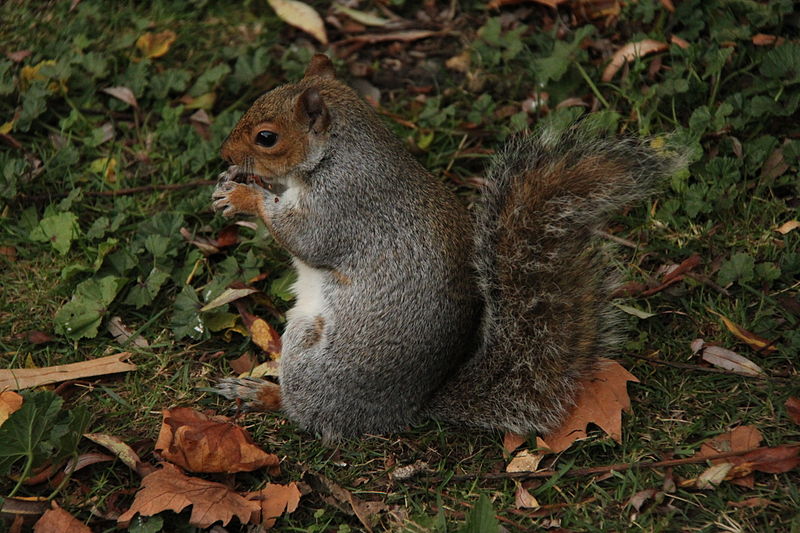 File:Autumn in St. James Park - London (4047934428).jpg