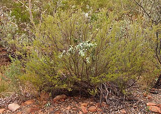 <i>Baeckea polystemonea</i> Species of flowering plant