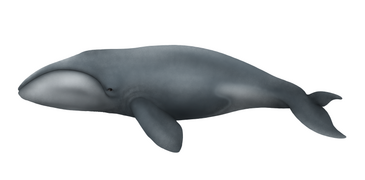 Life restoration of balaenid from Coquimbo Fm.