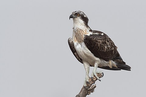 Osprey (Pandion haliaetus) at Tunis lake