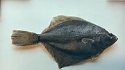 Thumbnail for Baltic flounder