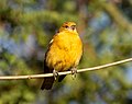 Thumbnail for File:Baltimore oriole in GWC (21892).jpg