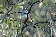 Band-tailed Sierra Finch (cropped).jpg