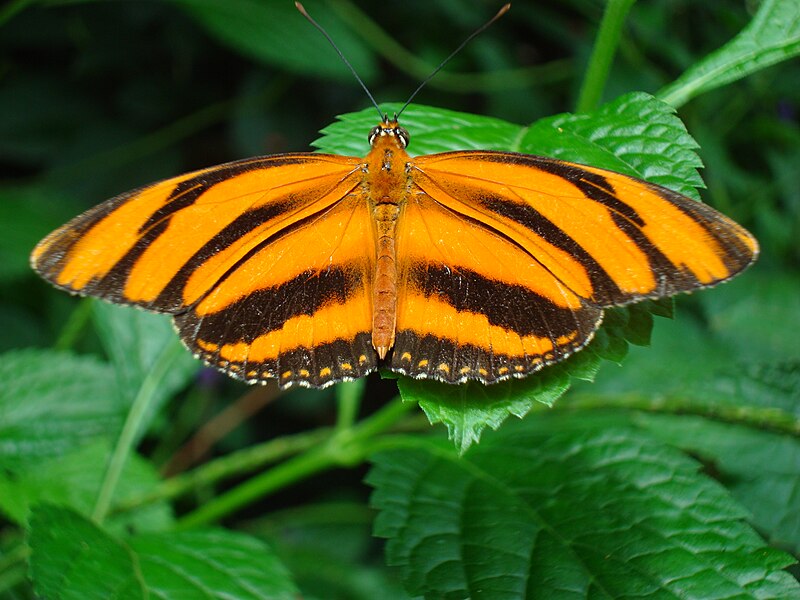 File:Banded Orange butterfly at Niagara Parks Butterfly Conservatory, 2010 A.jpg