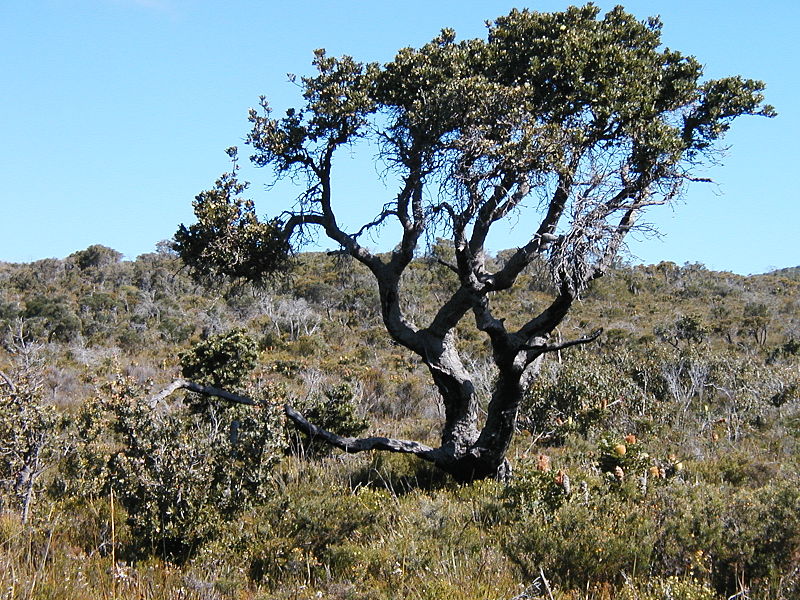 File:Banksia ilicifolia bonsai1 orig.JPG