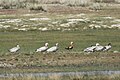 Bar-headed Geese and Ruddy Shelduck, Mongolia.jpg