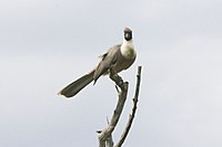 Bare-faced Go-away-bird