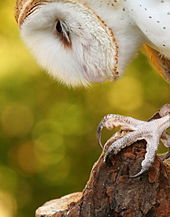 A barn owl's talons BarnOwlTalon.jpg