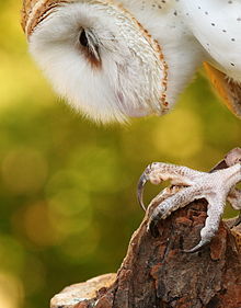 La mobilité du quatrième orteil (hallux) des serres permet au rapace de se tenir sur la branche comme avec des pinces. Leurs griffes acérées s'enfoncent dans le corps de leur proie[39].