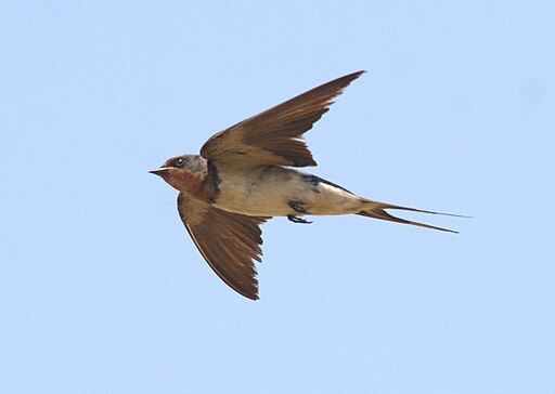 Barn Swallow flight by Dr. Raju Kasambe DSC 8068 (1)