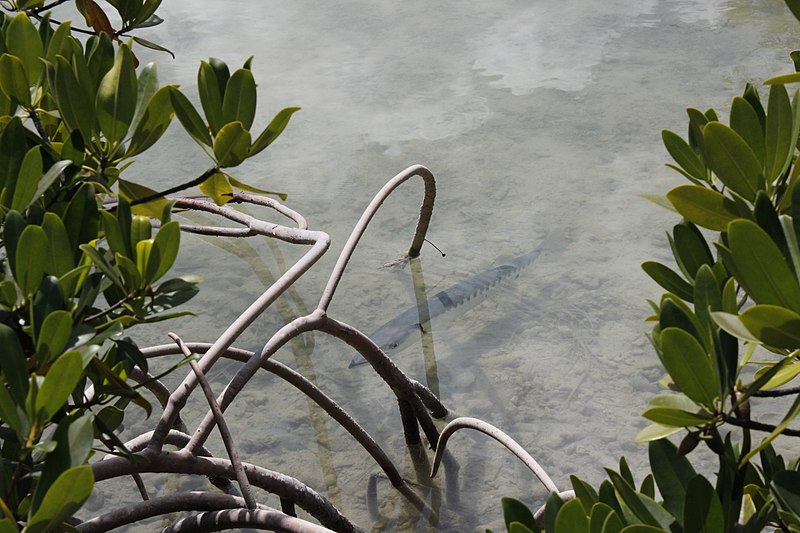 File:Barracuda among mangrove roots.jpg