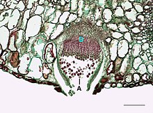 Light microscopy of Puccinia graminis with an aecium releasing its aeciospores through the broken leaf surface. A=Aeciospore, B=Aecium. Scale bar = 0.1 mm Basi1003L.jpg