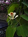Bauhinia-monandra-Réunion-2.JPG