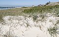 * Nomination: Coastal dune flora at Wustrow Beach --MB-one 11:12, 3 August 2020 (UTC) * Review Good but it needs a perspective correction, both sides are leaning out --Poco a poco 20:03, 3 August 2020 (UTC)