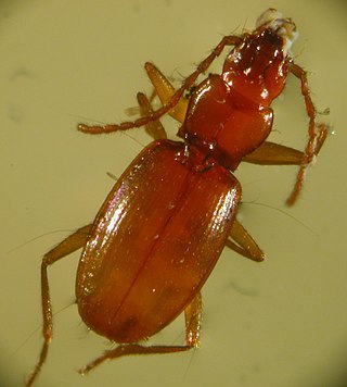 <i>Pseudanophthalmus</i> Genus of beetles