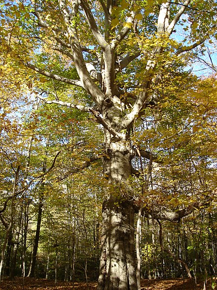 Бук фото. Бук Восточный – Fagus orientalis. Fagus grandifolia. Бук крупнолистный (Fagus grandifolia). Бук Сочи дерево.