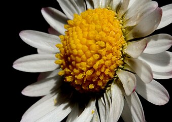 Individual yellow 5-petalled flowers