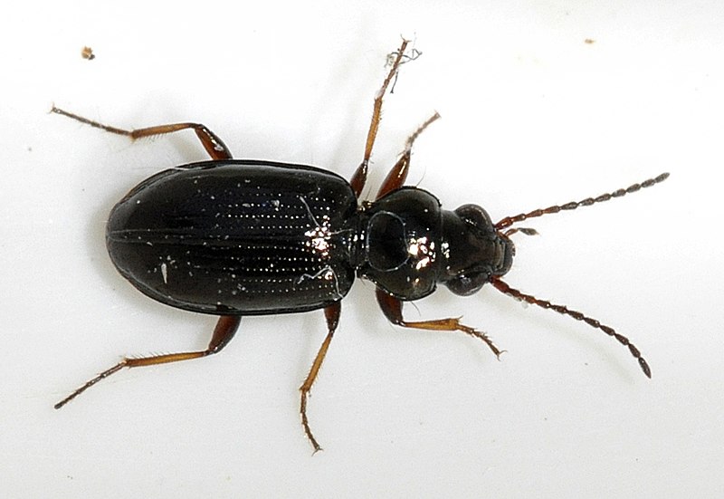 File:Bembidion-lampros-01-fws.jpg