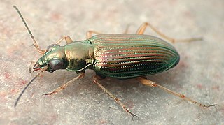 <i>Bembidion confusum</i> Species of beetle