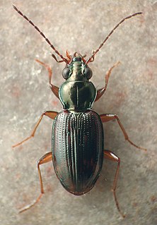 <i>Bembidion graciliforme</i> Species of beetle