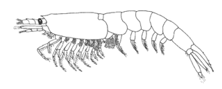 <i>Bentheuphausia</i> genus of crustaceans