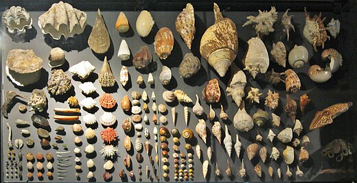 Diversity and variability of shells of molluscs on display.