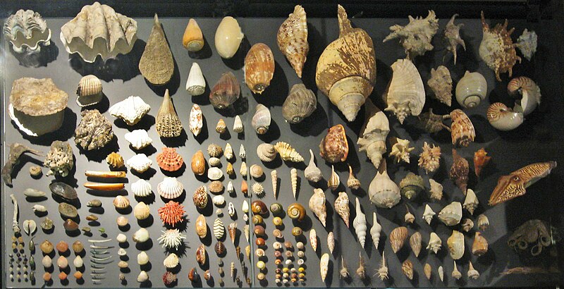 File:Berlin Naturkundemuseum Muscheln.jpg