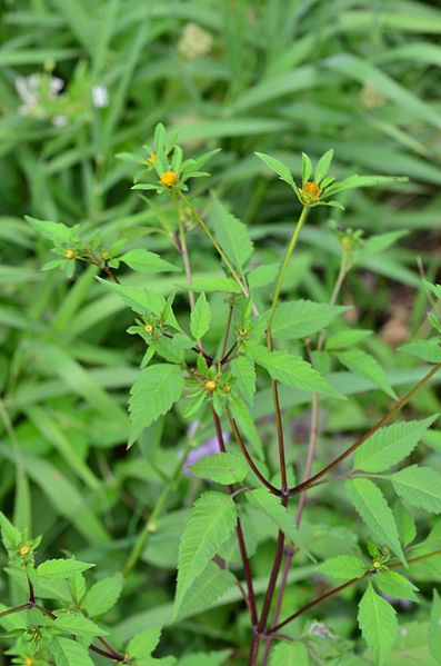 File:Bidens frondosa (7993113777).jpg