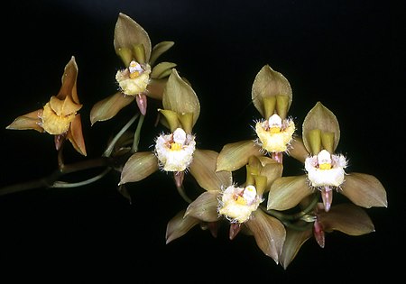 Tập_tin:Bifrenaria_charlesworthii_Orchi_001.jpg