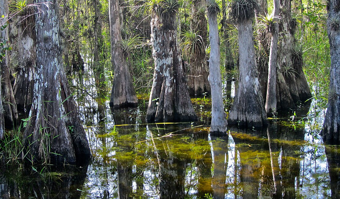 Big Cypress National Preserve