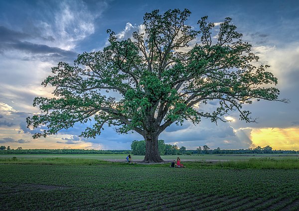 Image: Big Tree with spring picnic