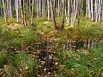 Birch bog20060915.052. jpg